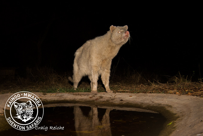 Albino civet at waterhole