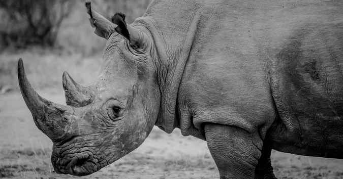 white rhino, black and white