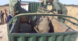 Elephant kicked during capture in Zimbabwe