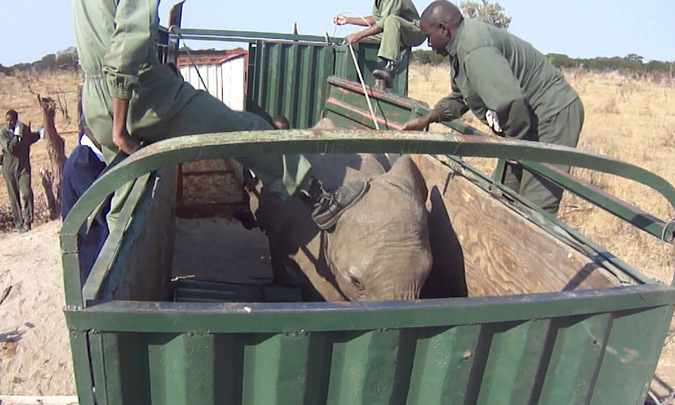 Young female elephant kicked in a truck