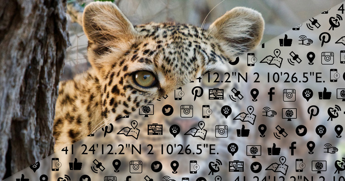 leopard peering into the camera with technology icon overlay