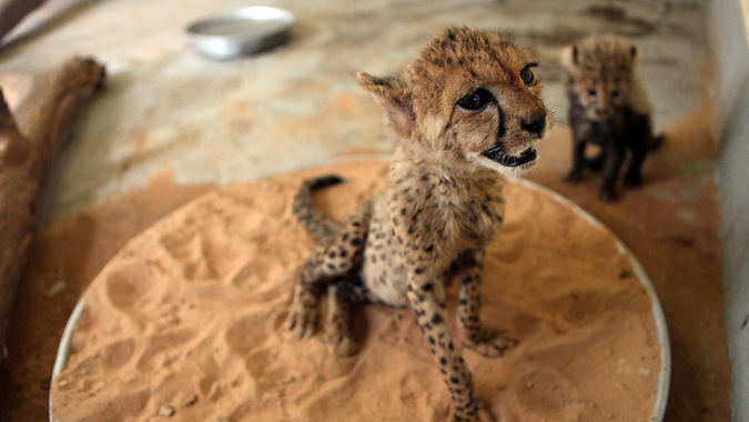 Two cheetah cubs that will be sold over the black market in the UAE