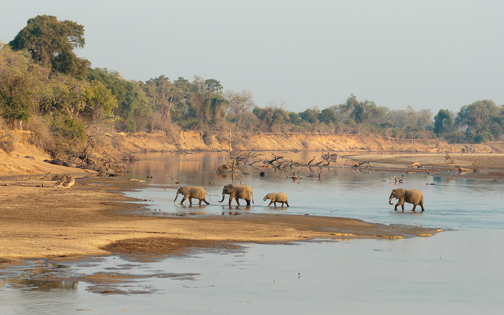 Elephants crossing the Luangwa River, Zambia.