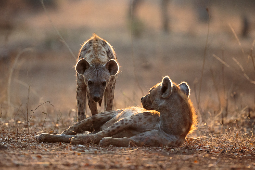 Two hyenas spotted. South Luangwa, Zambia.