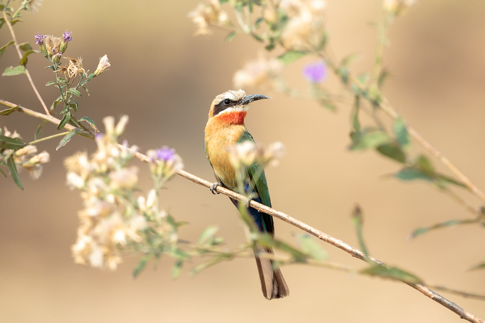 A wonderful photo of a white-fronted bee-eater in South Luangwa