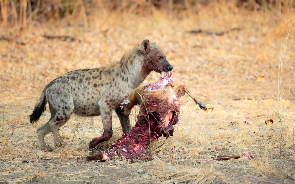 A hyena stealing a kill from a leopard