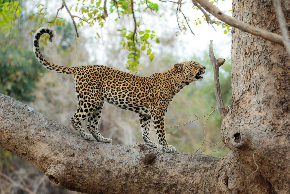 An angry leopard in a tree who has had his prey stolen