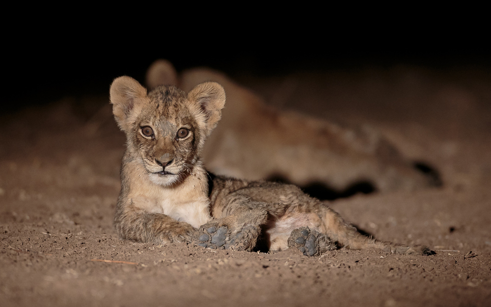 An adorable lion cub at night