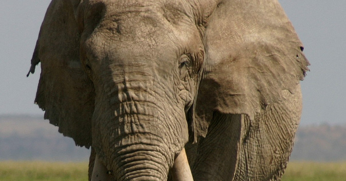 NEWS WRAP Hippo Deaths Donkey Population Crisis Africa Geographic