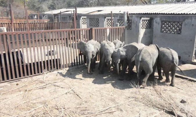 Captured elephants huddled together in fear