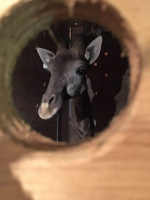 Giraffe inside a crate heading to China