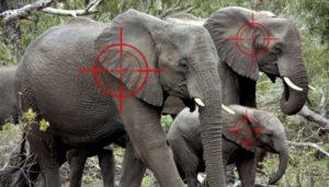 Herd of elephants with sight targets