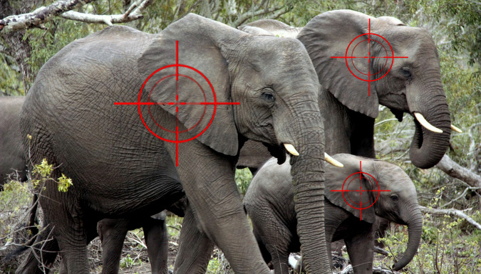 Herd of elephants with target sights