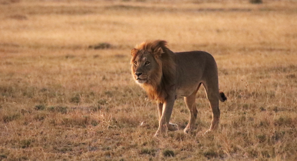 A lion standing in the grasslands