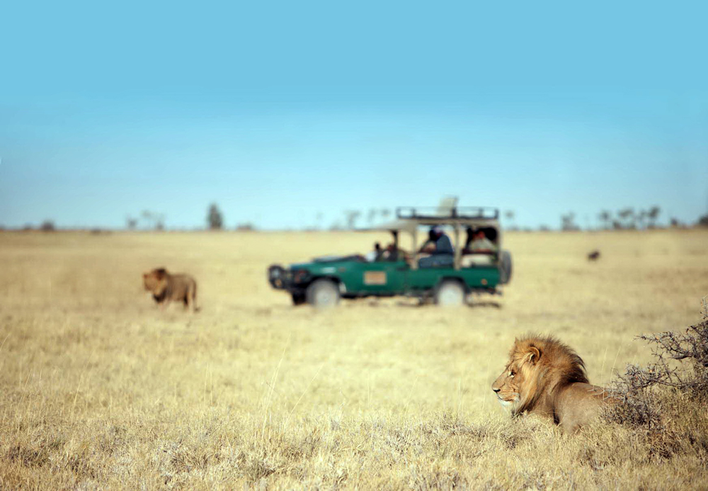 Watching lions from a safari vehicle