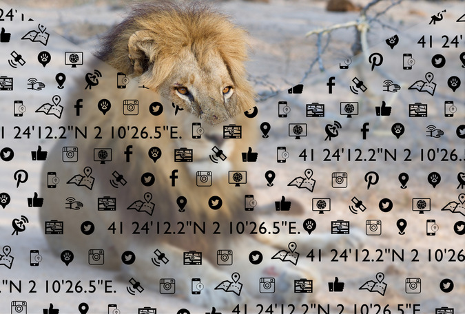 Lion resting in Kruger