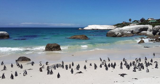 Penguins on a beach