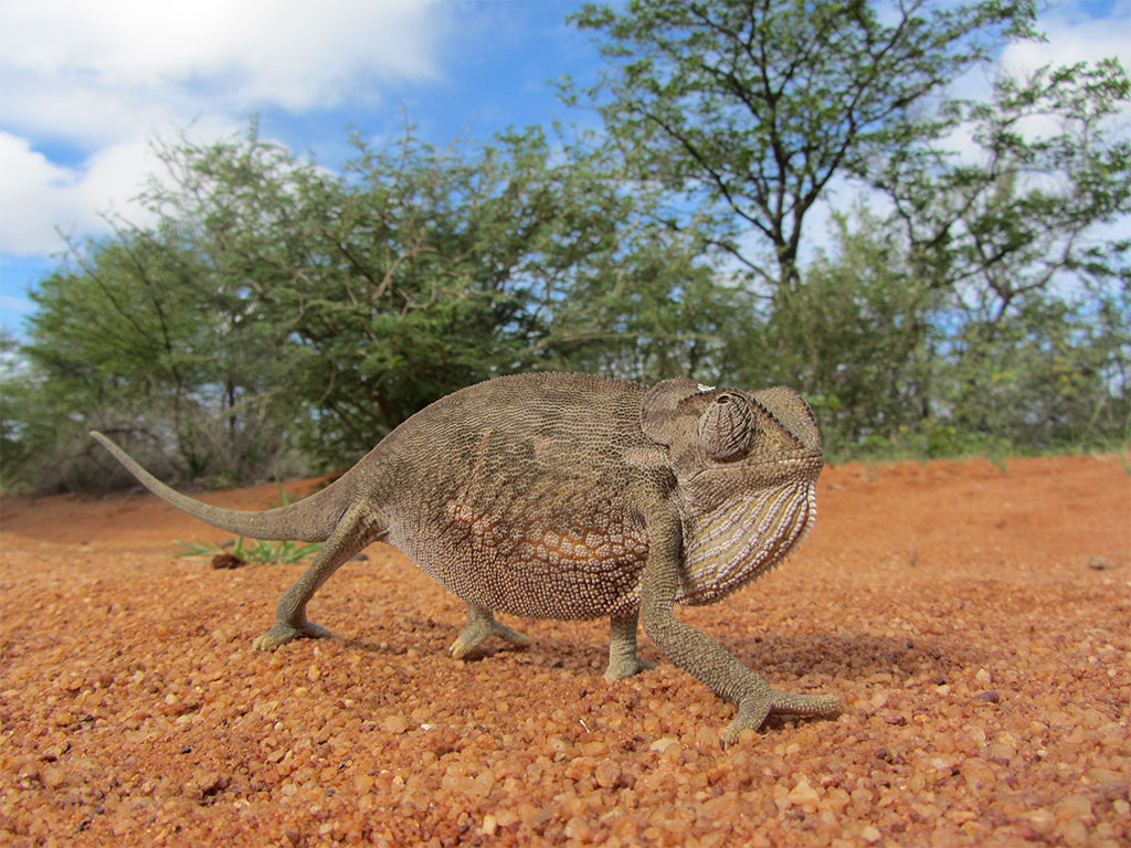 Chameleon on green season safari in Botswana with Africa Geographic