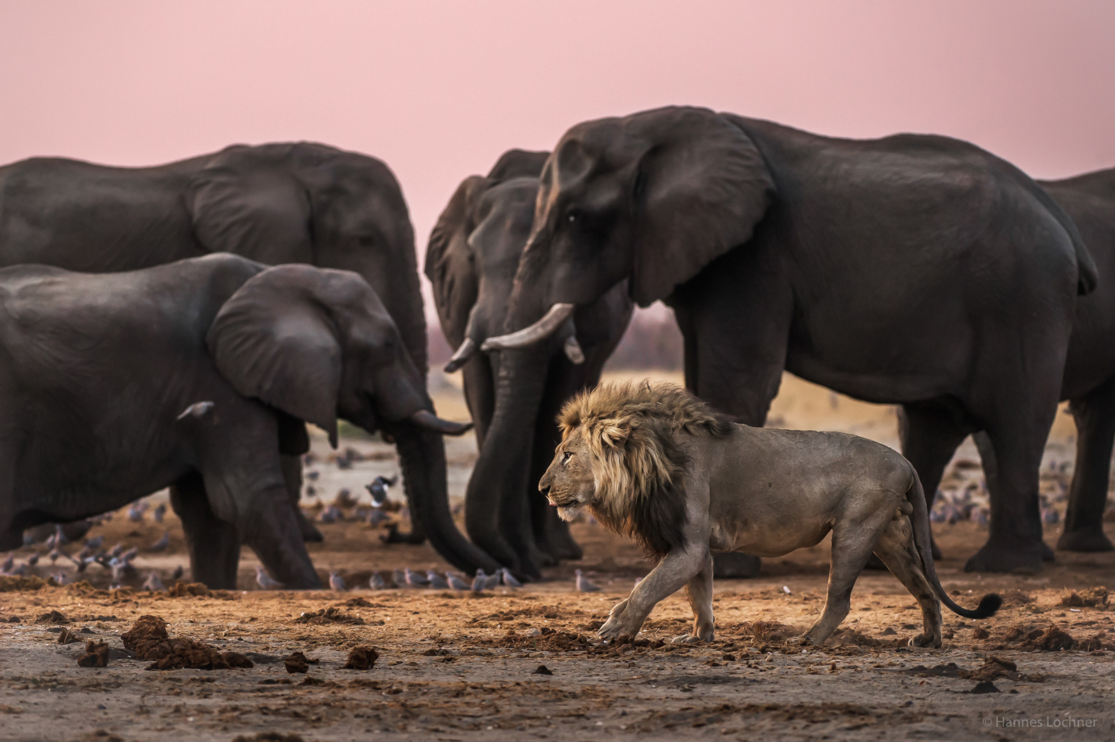 okavango delta