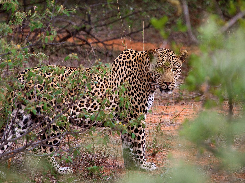 Leopard during the green season in Botswana with Africa Geographic