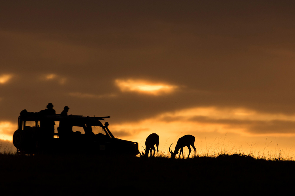 Watching impalas graze at sunrise