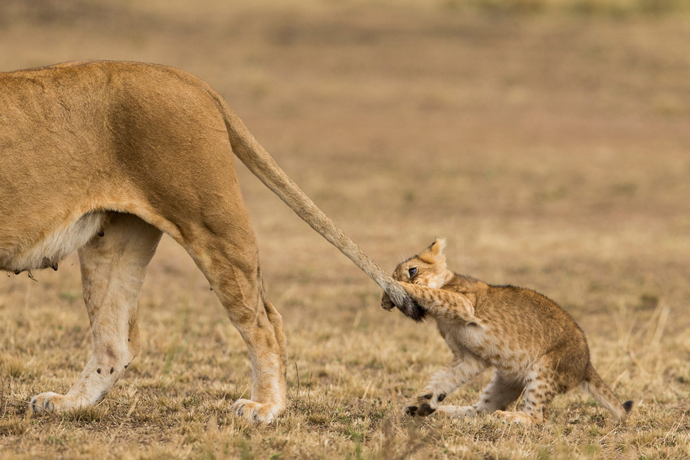 Lion cub pulling its mother's tail