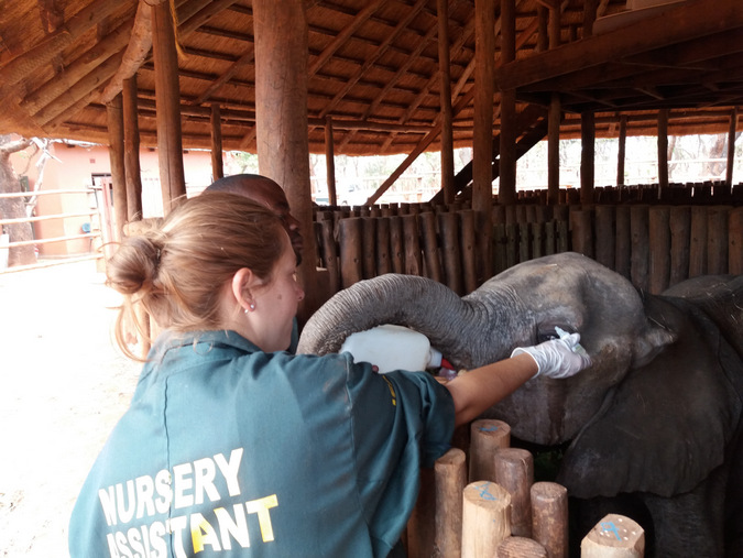 Elephant calf being treated for an eye infection