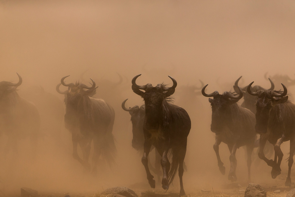Wildebeest migration in the Maasai Mara