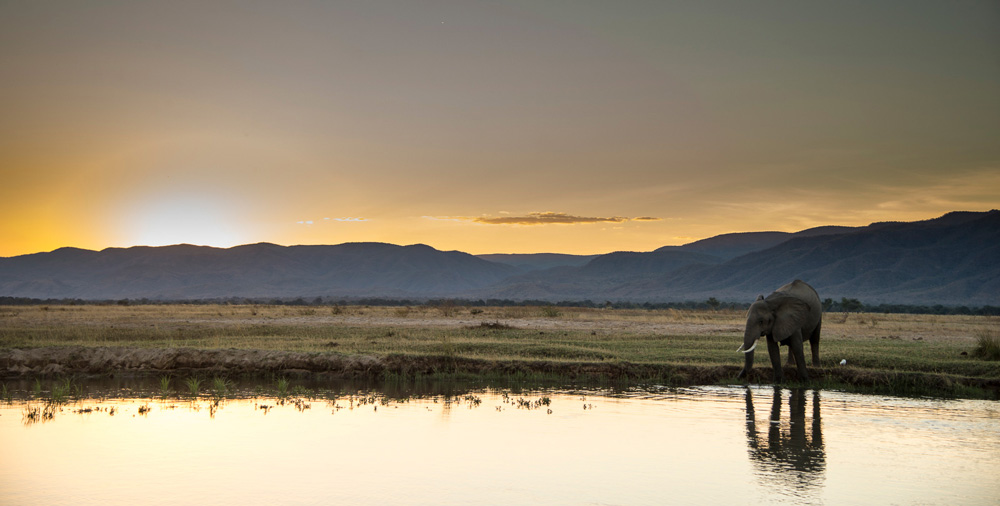 Elephant drinking water in the evening