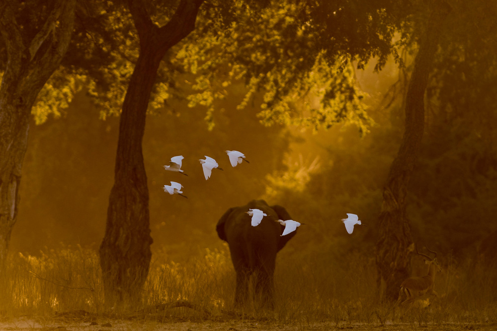 Bull elephant and a flock of egrets