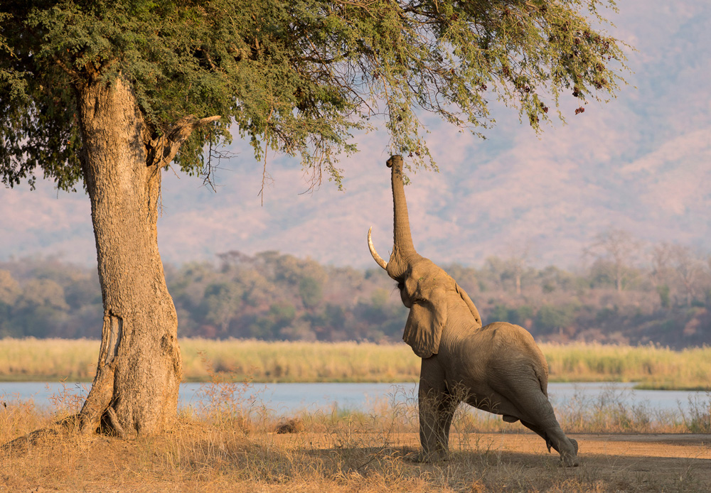 Elephant grabbing leaves from a tall tree with trunk