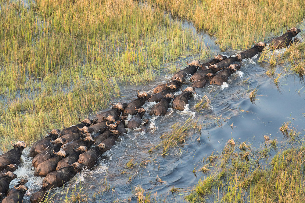 A big herd of buffalo crossing a river