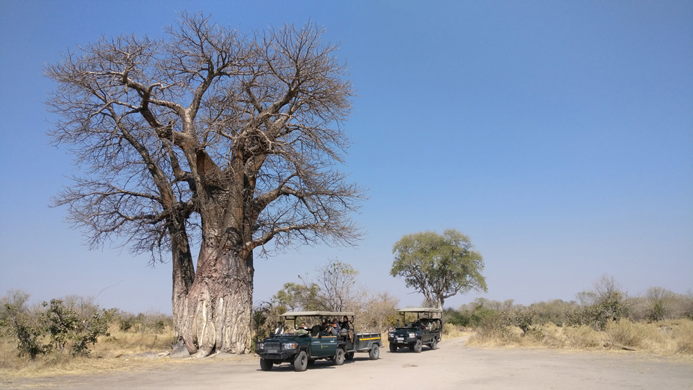 Safari vehicles stopped under a baobab tree