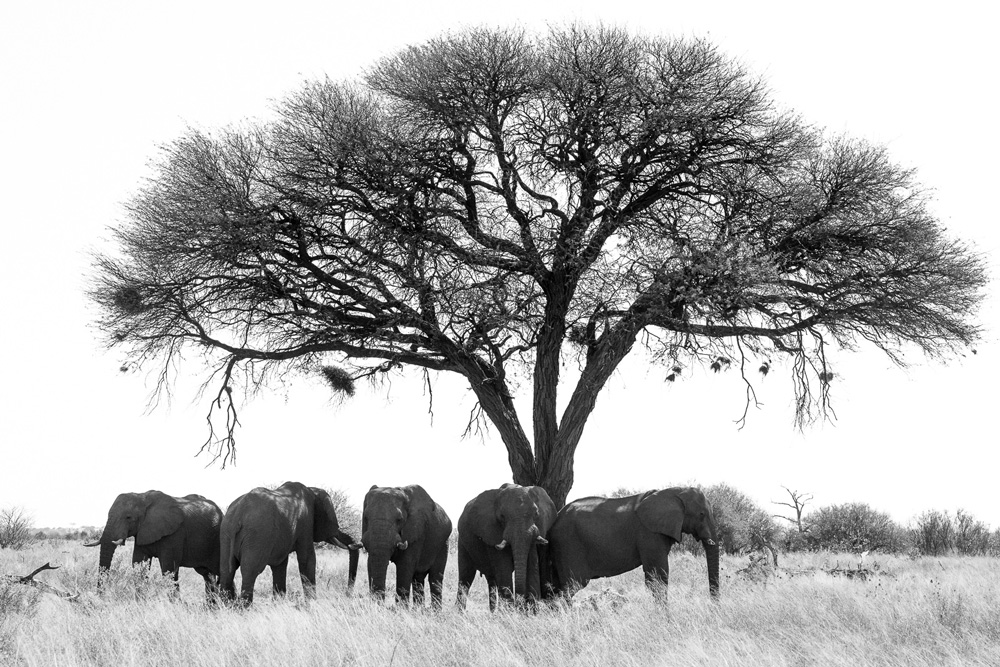 Herd of elephant bulls under an acacia tree