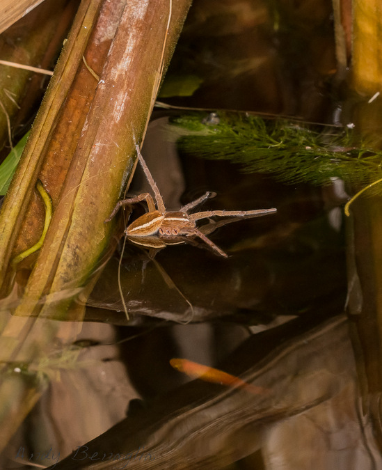 Fishing spider on the water