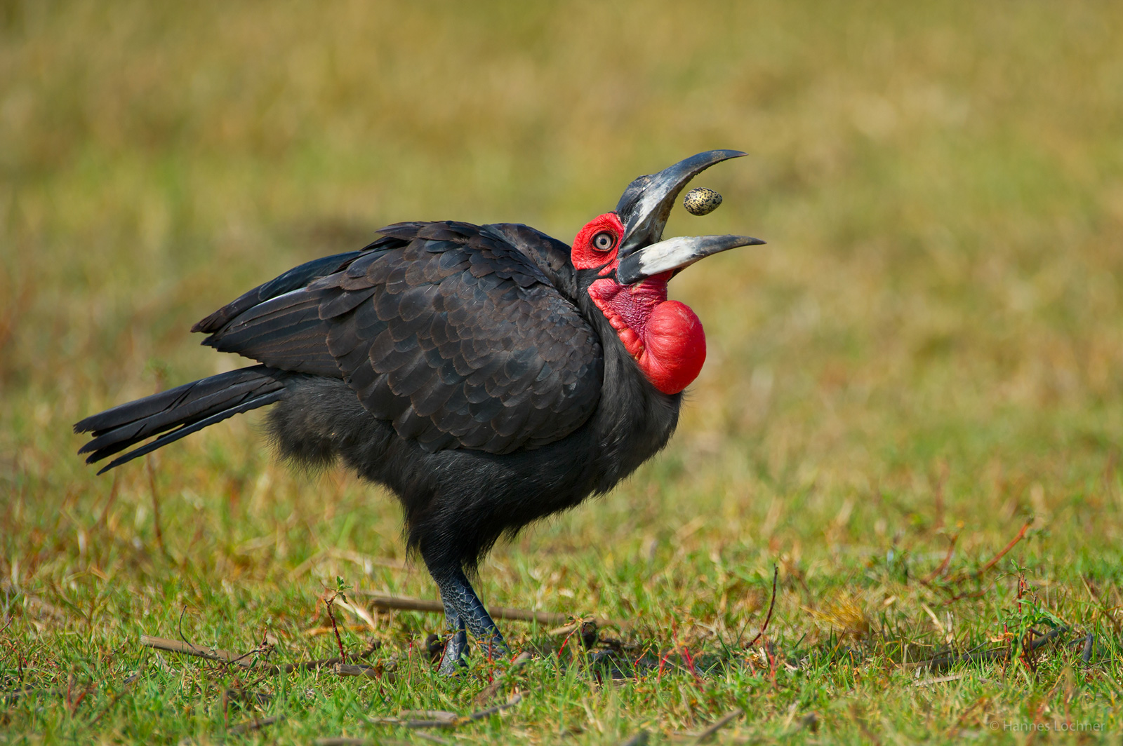 okavango delta