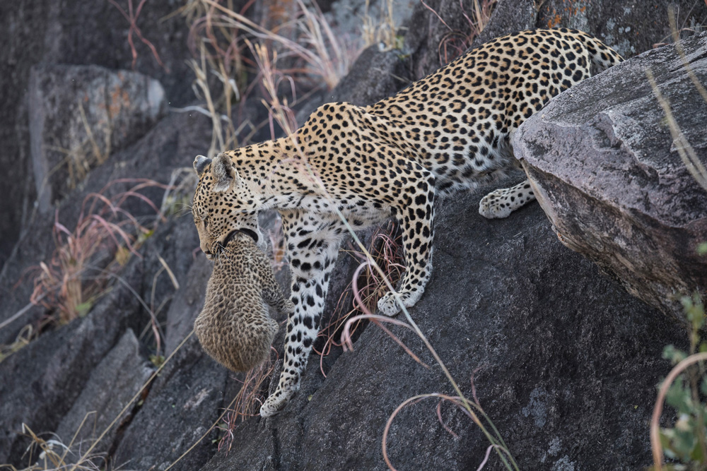 Leopard mother carrying her cub