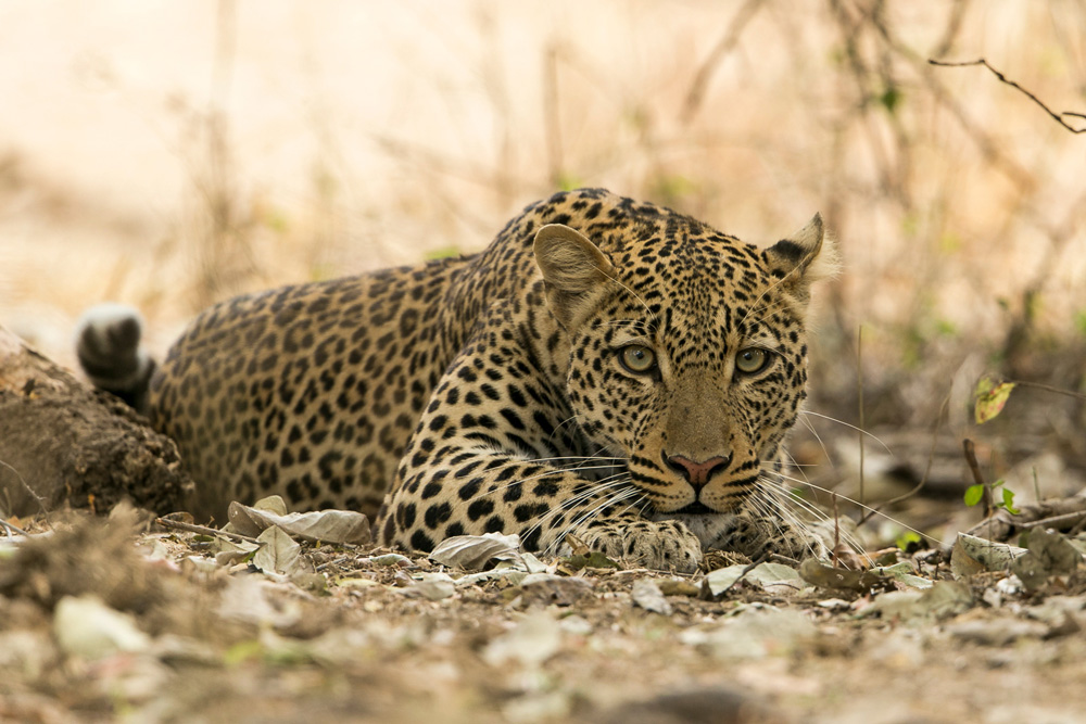 Close up photo of a leopard