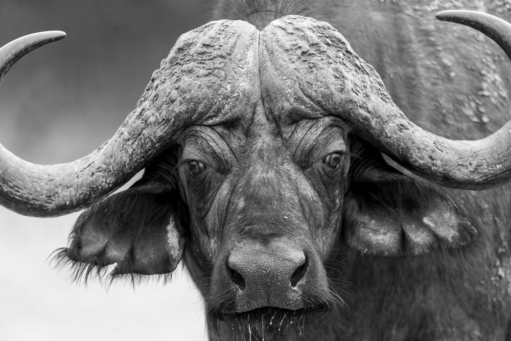 Close up photo of a buffalo
