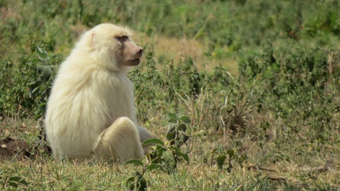 White baboon in Arusha, Tanzania