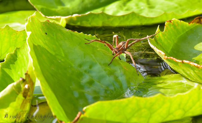 Spider walking across lily pads