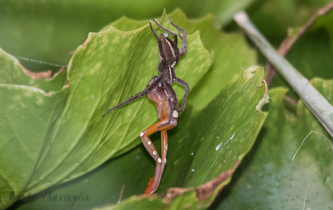 Spider eating frog