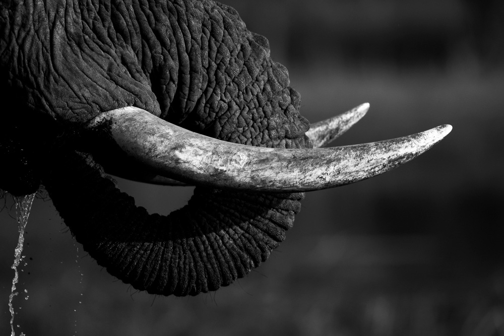 A close up of an elephant's tusks