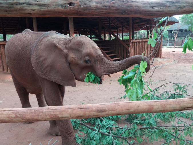 Elephant calf feeding on browse at an orphanage facility