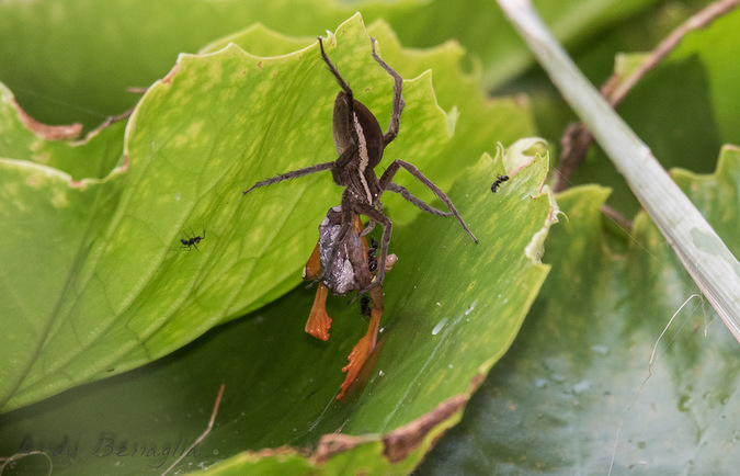 Spider eating frog on lily pad