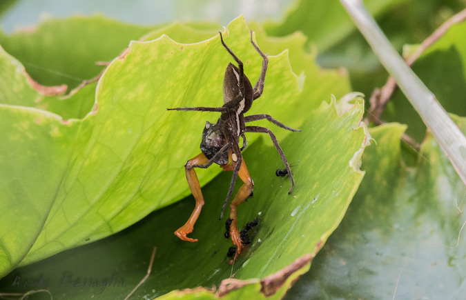 spider eating frog