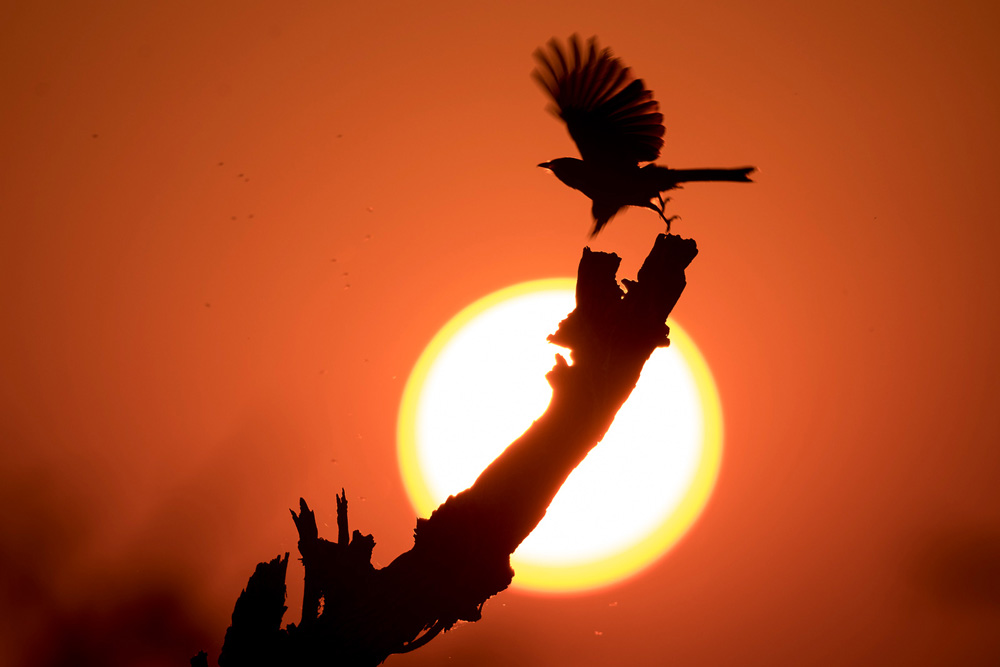 A bird at sunset