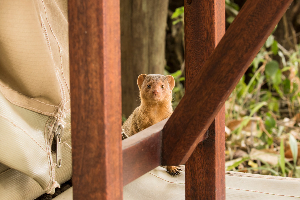 Close up photo of a dwarf mongoose