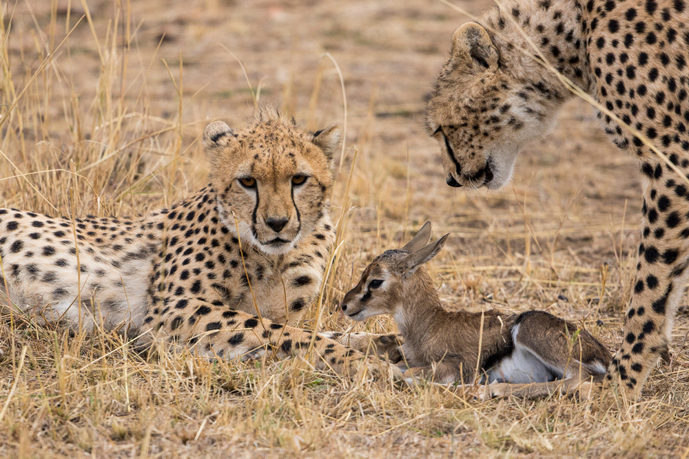 Two cheetahs and a Thomson’s gazelle fawn