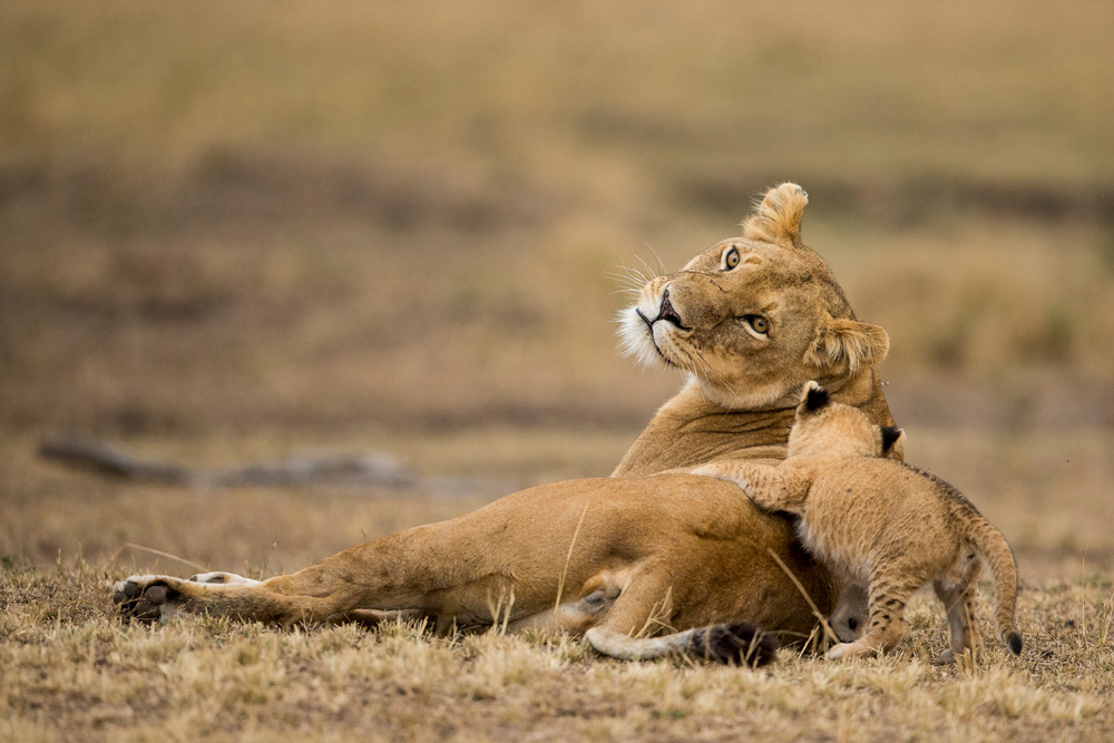 A lioness and her cub